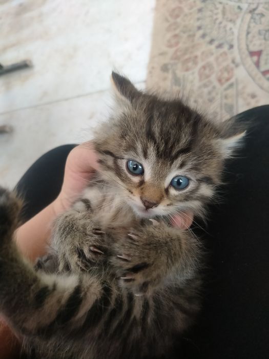 Котёнки, пушистый