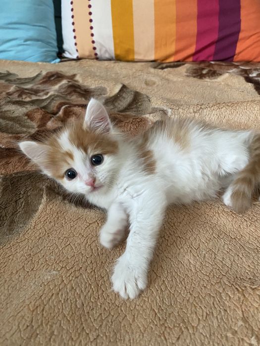 Отдам в хорошие руки котенка