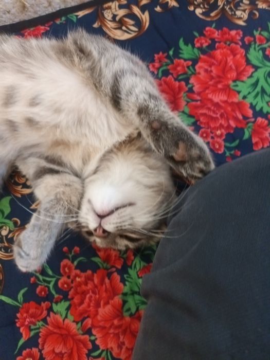 Scottish Fold qiz bola
