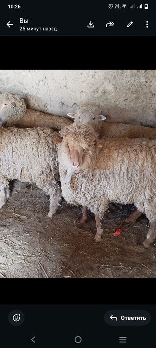 Қой .Тоқты .Сек...