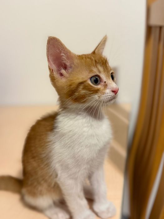 Подарявам рижаво коте