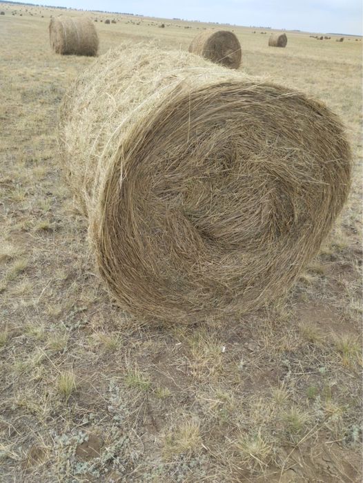 Продам сено в рулонах!Z 562