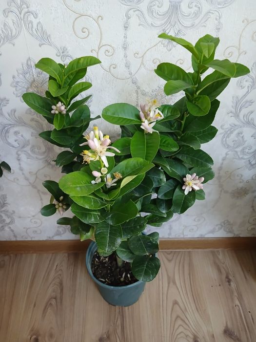 Комнатные растения