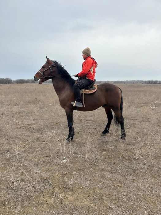 Айғыр  6 жасар Лошадь