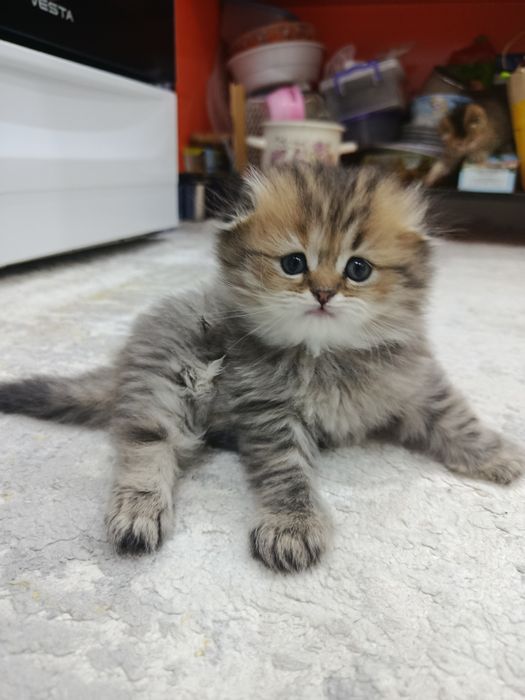 Продается кошечка