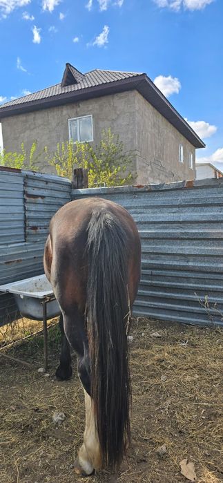 Айғыр Жеребец Тяжеловоз