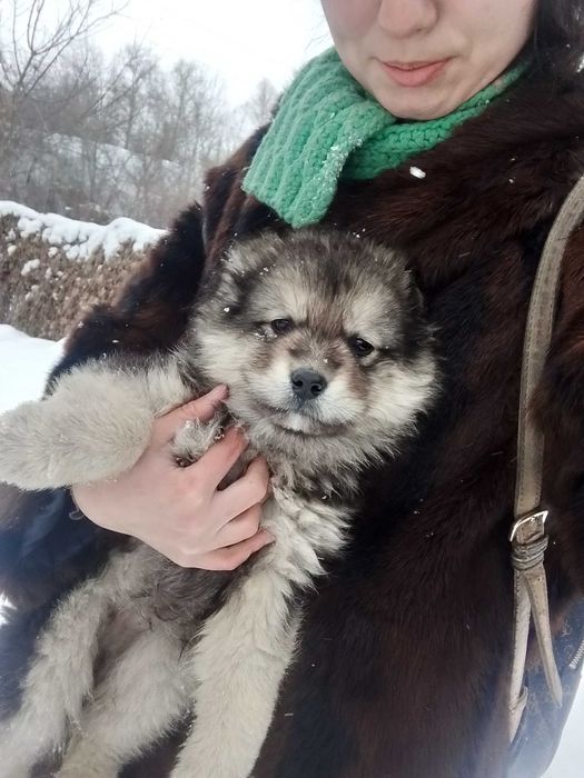 Щенки с бесплатной доставкой