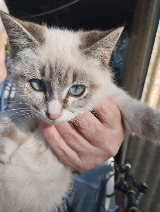 Отдам котят в добрые руки