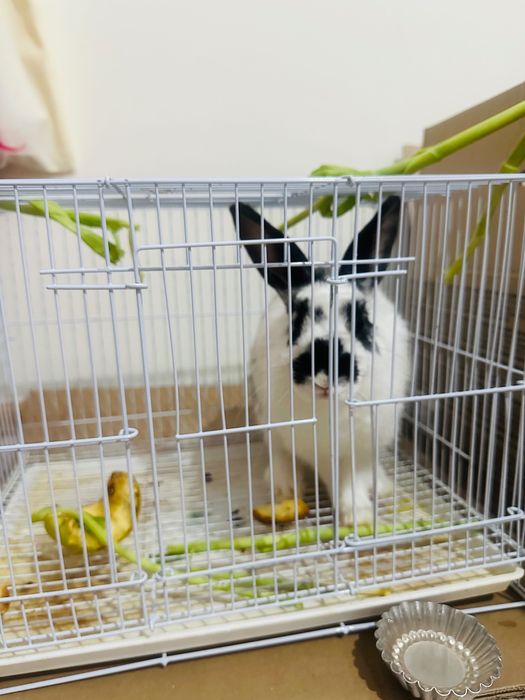 Продам кролика зайчика