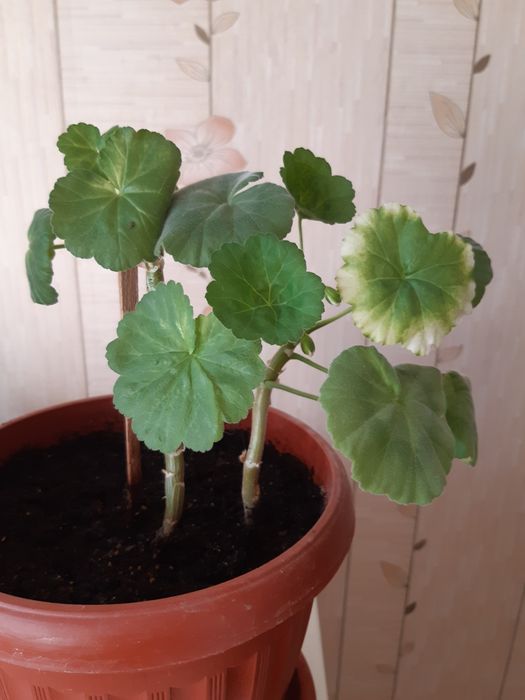 Комнатные цветы по 500 тенге