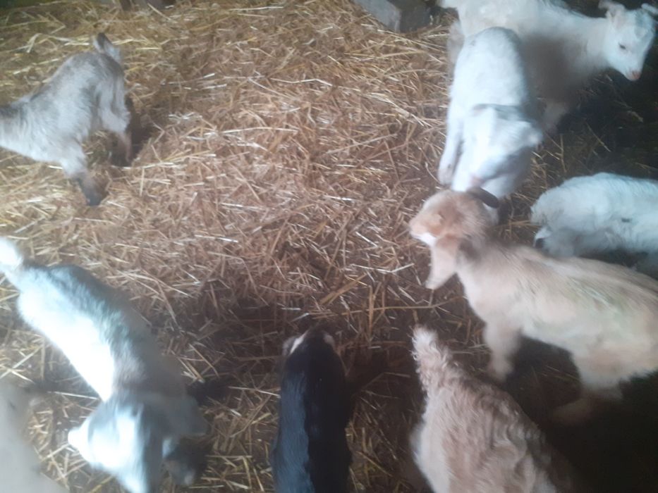 Capre fatate și gestante