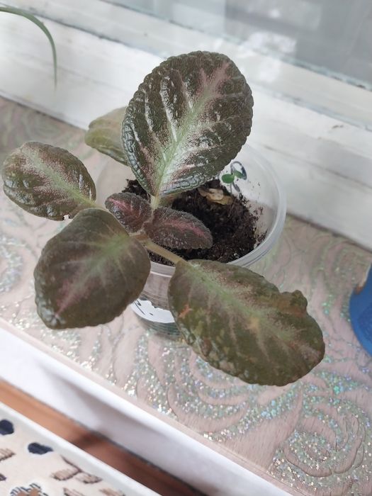 Продам комнатные цветы.