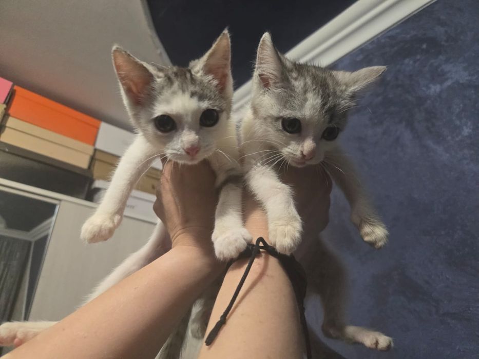 Очень красивые котята