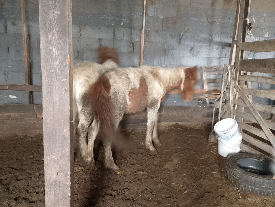 Продам тай 2 головый