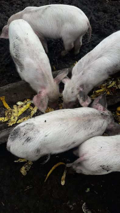 месячные поросята