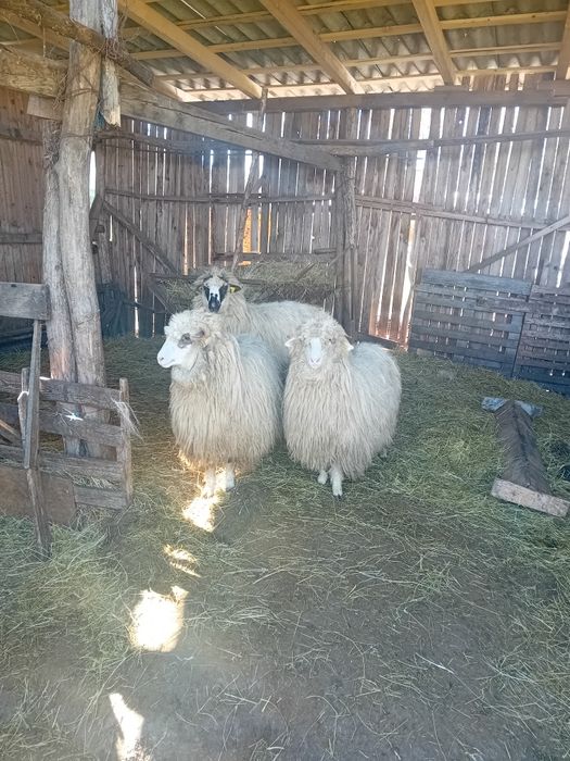 Vând  3 mieluțe țurcane