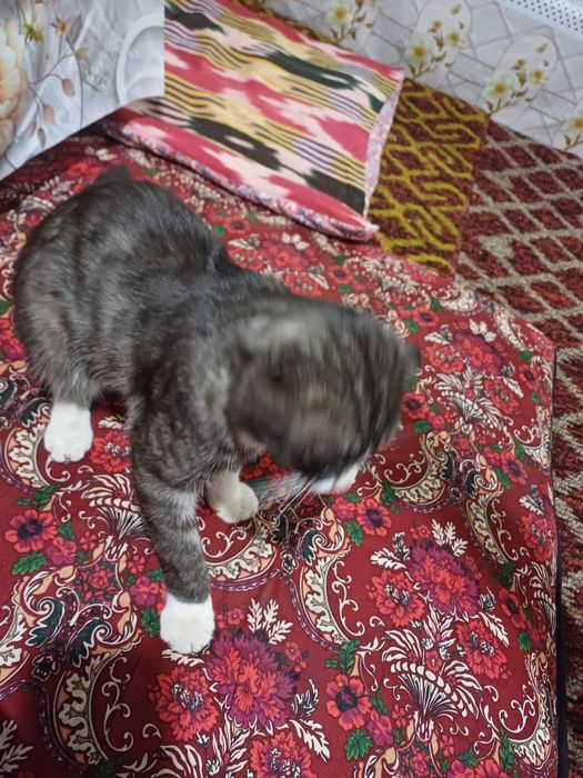 Mushuk scottish toshkenli mushu