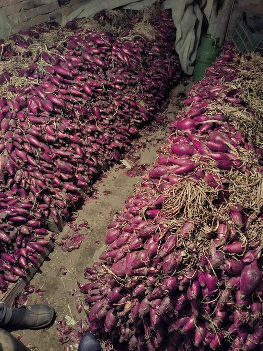 Ceapa rosie de apaMaracineni