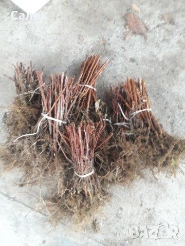 Продавам уникален разсад ягоди и малини