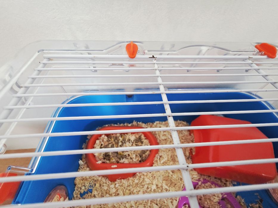 Hamster gri cu alb