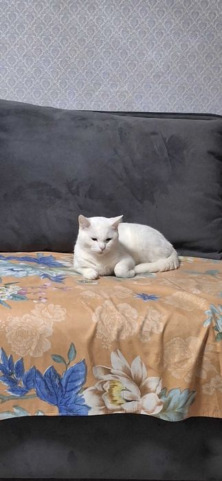 Отдам кошку в добрые руки