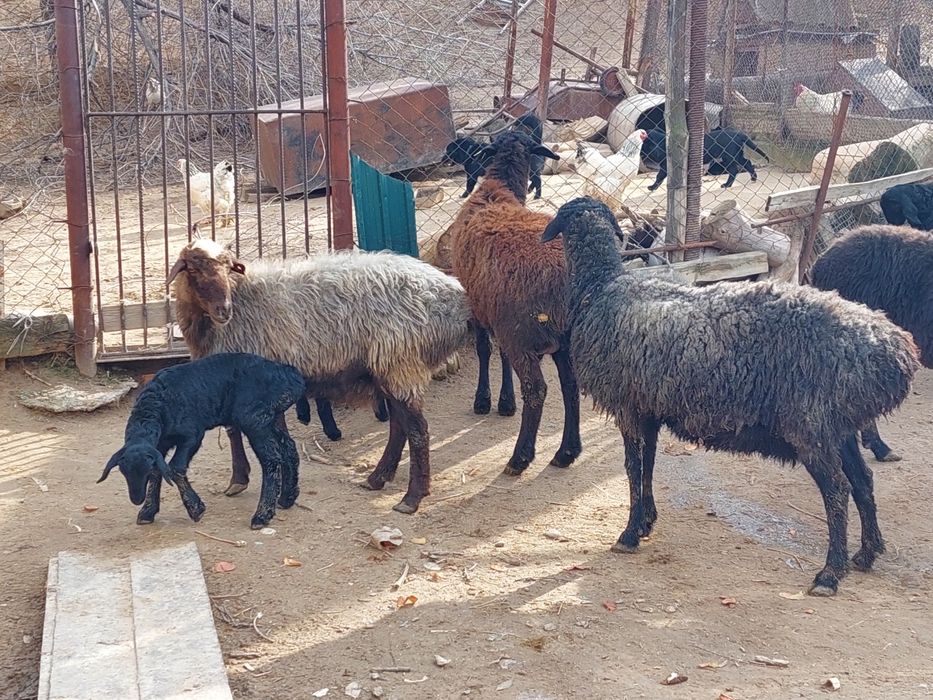 Жас ірі денелі қозылы қойлар сатылады
