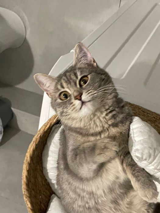 Котик, 2 года, дружелюбный
