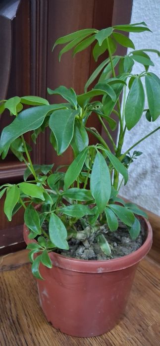 Шефлера хонаки гуллар