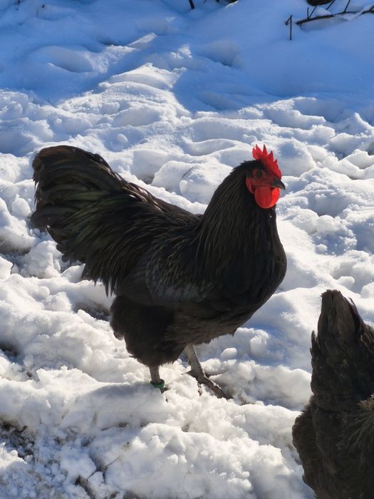 Cocoș Australorp
