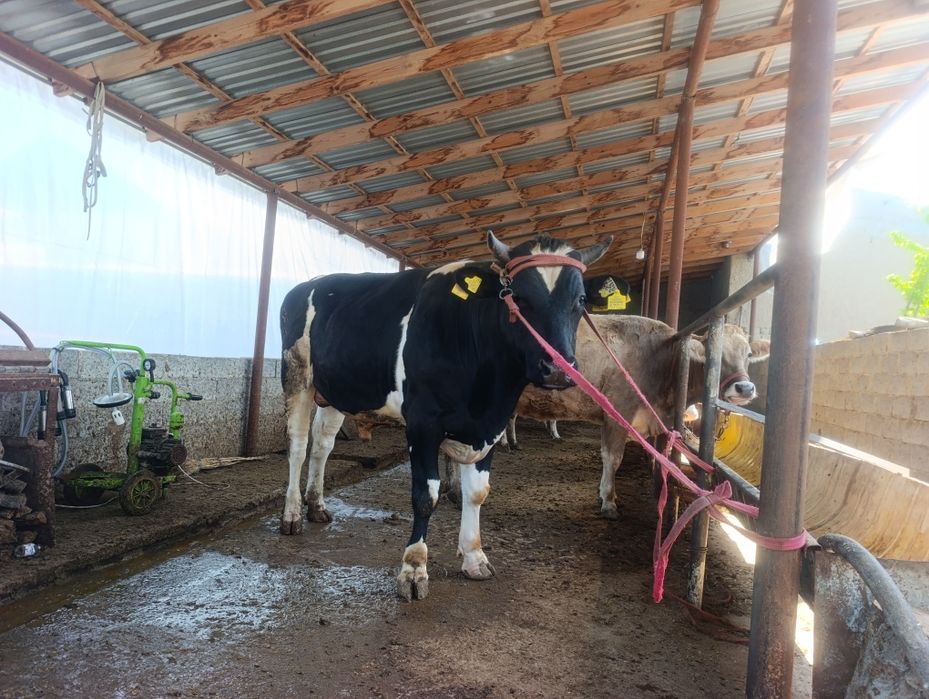 Зотга бука расиски