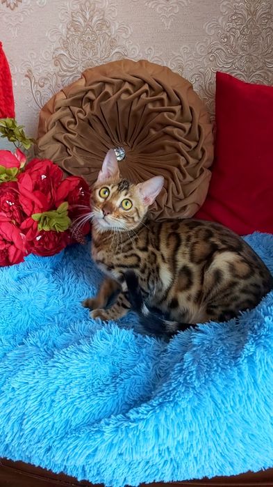 Яркие  БЕНГАЛЬСКИЕ котятки