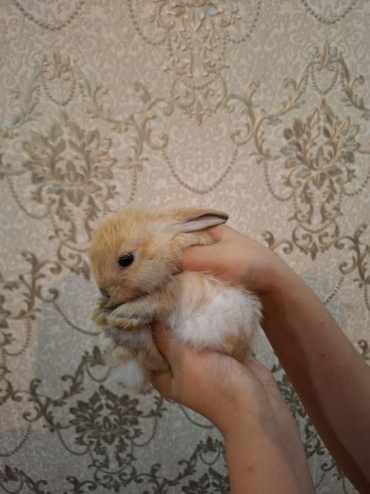 Породные кролики Минилоп карликовый.