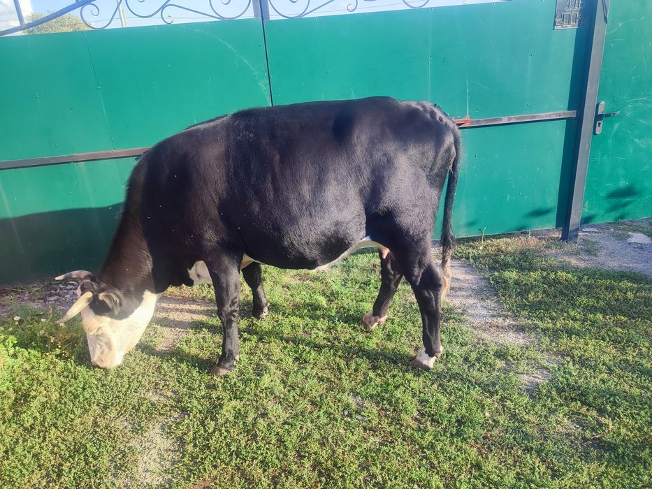 Продам корову, сиыр сатамын