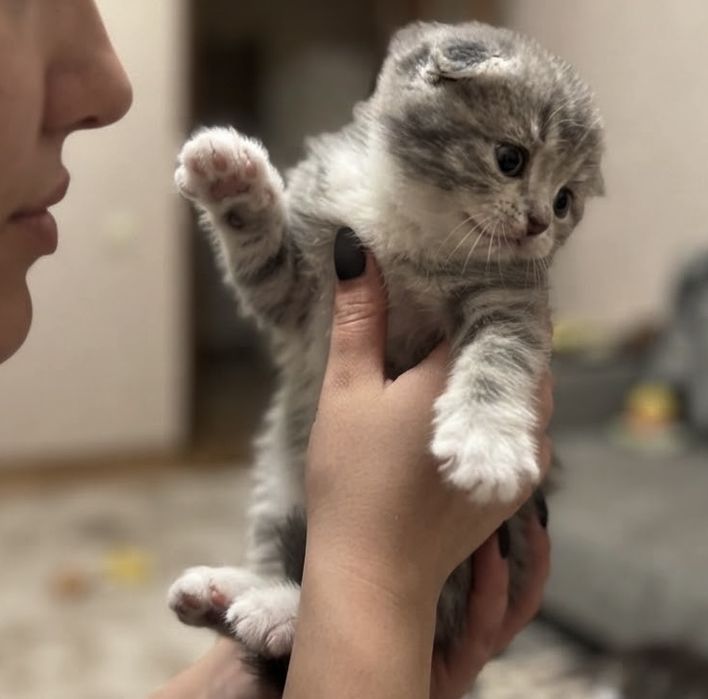 Продам шикарных шотландских вислоухих котят!