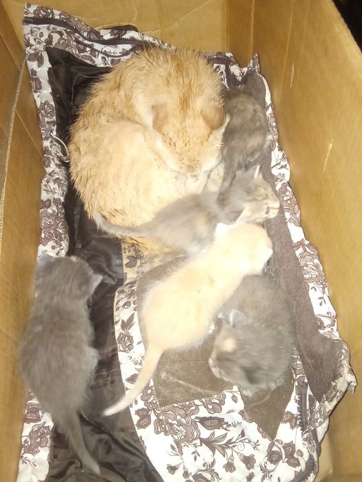 Ищем дом для котят 

Малыши очень ласко