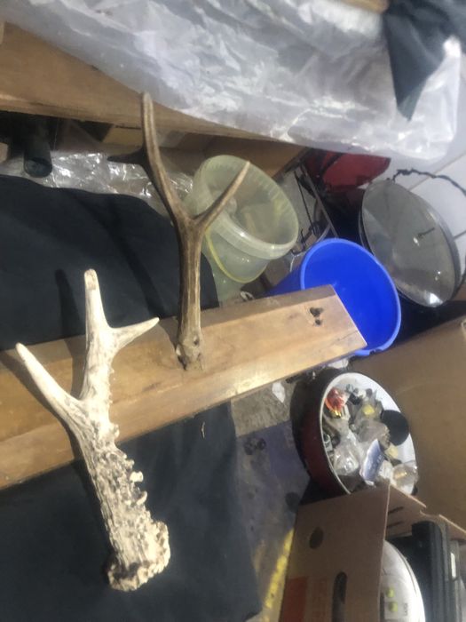 And 4 coarne de caprior 20 cm lungime