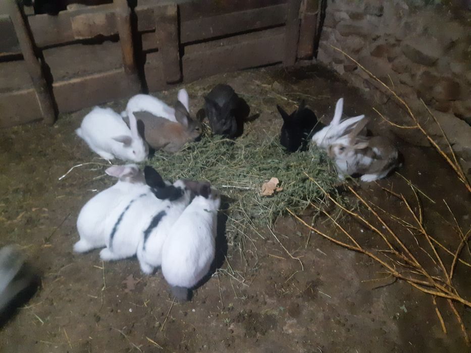 Продавам эайци мъжки/женски