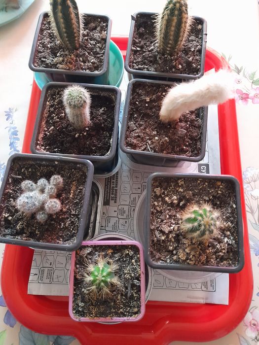 Различни цветя за дома