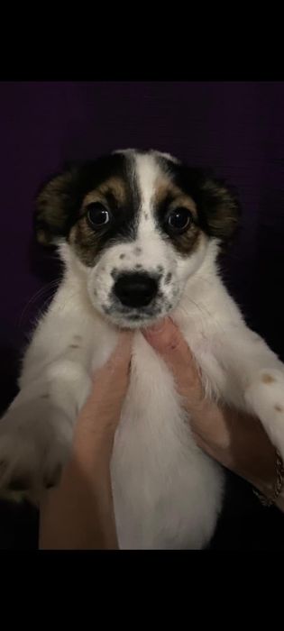 Умненькие щеночки