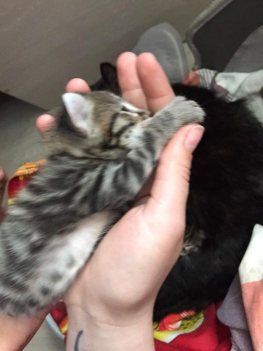 Американский керл