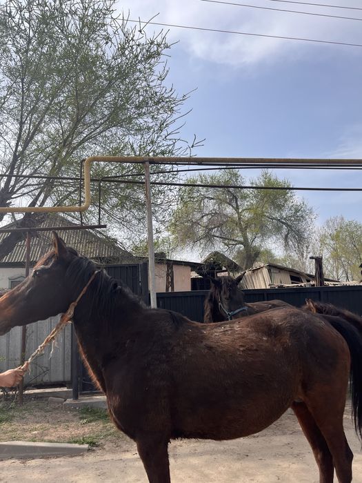 Продам кабыл, жеребят