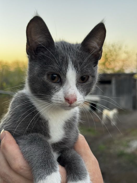 Отдам котят, в хорошие руки