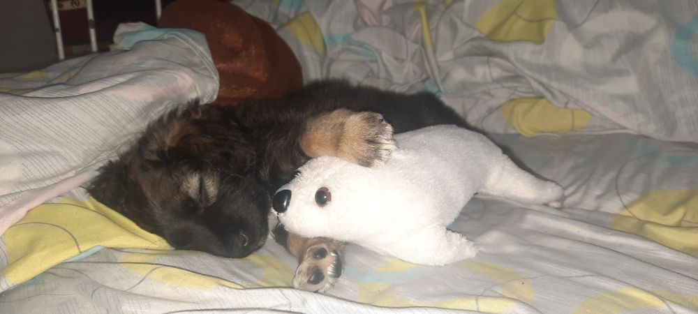 Отдам в хорошие руки щенка