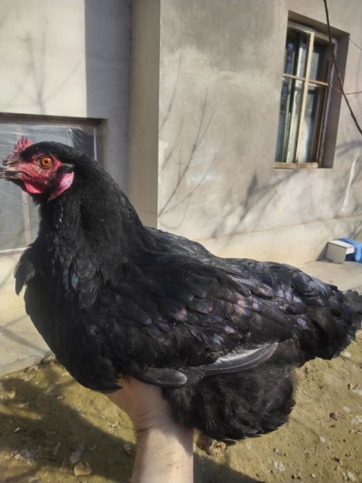 Joja tovuq tovuqlar товуклар, jojalar, жожа, жожалар