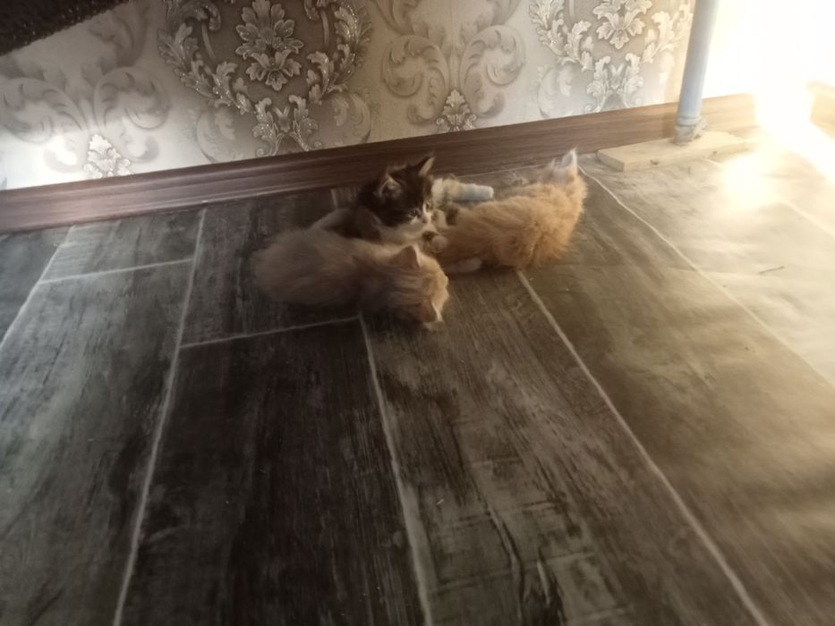 Отдам котята хорошие руки