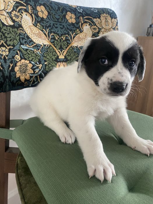 Щенок мальчик и девочка