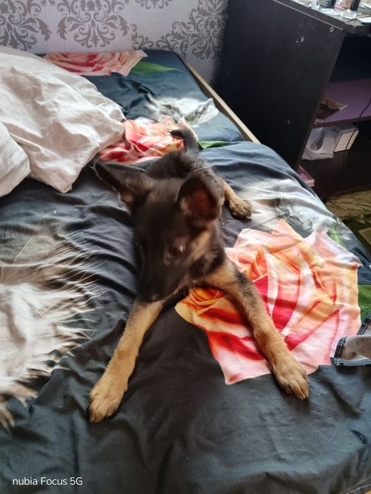 Отдам собачку в добрые руки