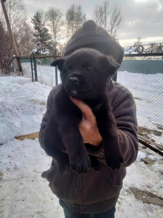 Щенки в добрые руки. Собака. Есть девочки и мальчики