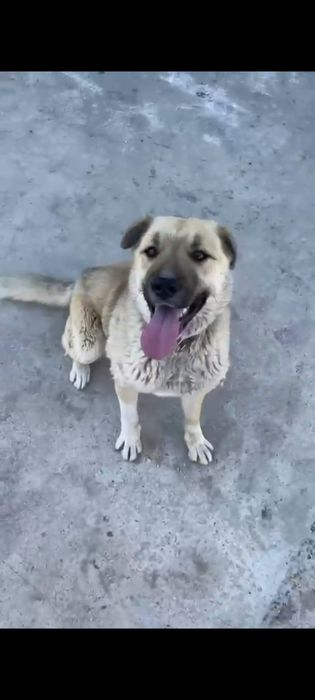 Отдам собаку девочку