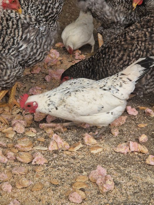 Карликовые  бетнамки